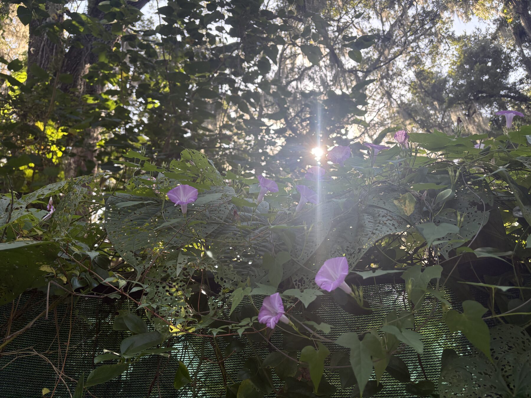 Morning glories climbing a fence at the edge of the clearing, sun flaring through the oaks behind them