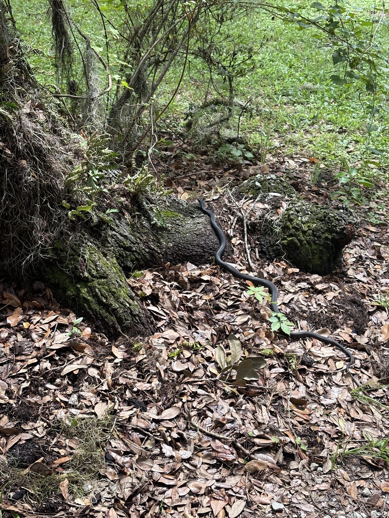 A long black snake crossing a mossy fallen log and leaf litter at the edge of the clearing