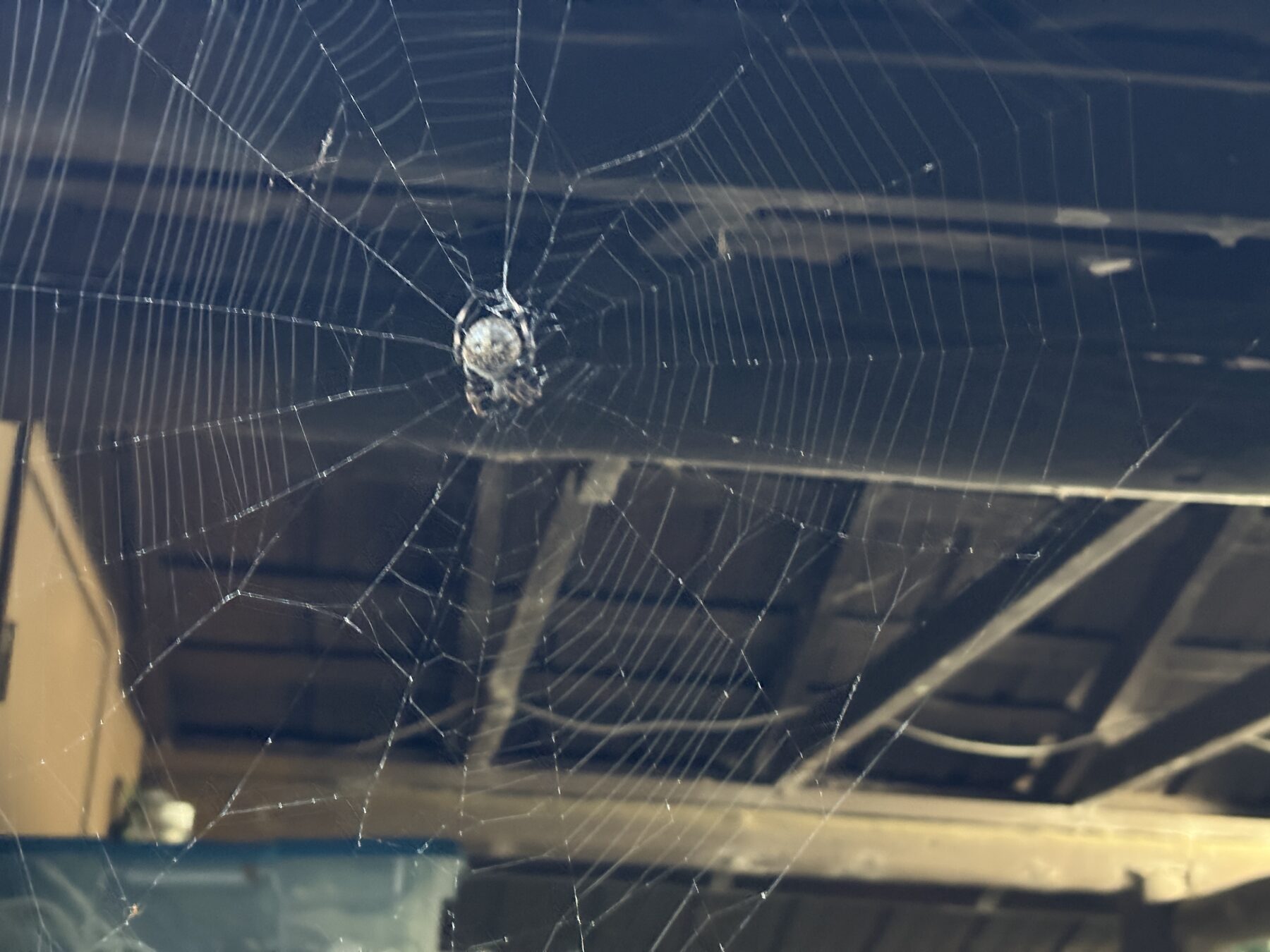 A large orb web strung under the porch rafters, the spider sitting at the hub, roof boards and a brace behind it
